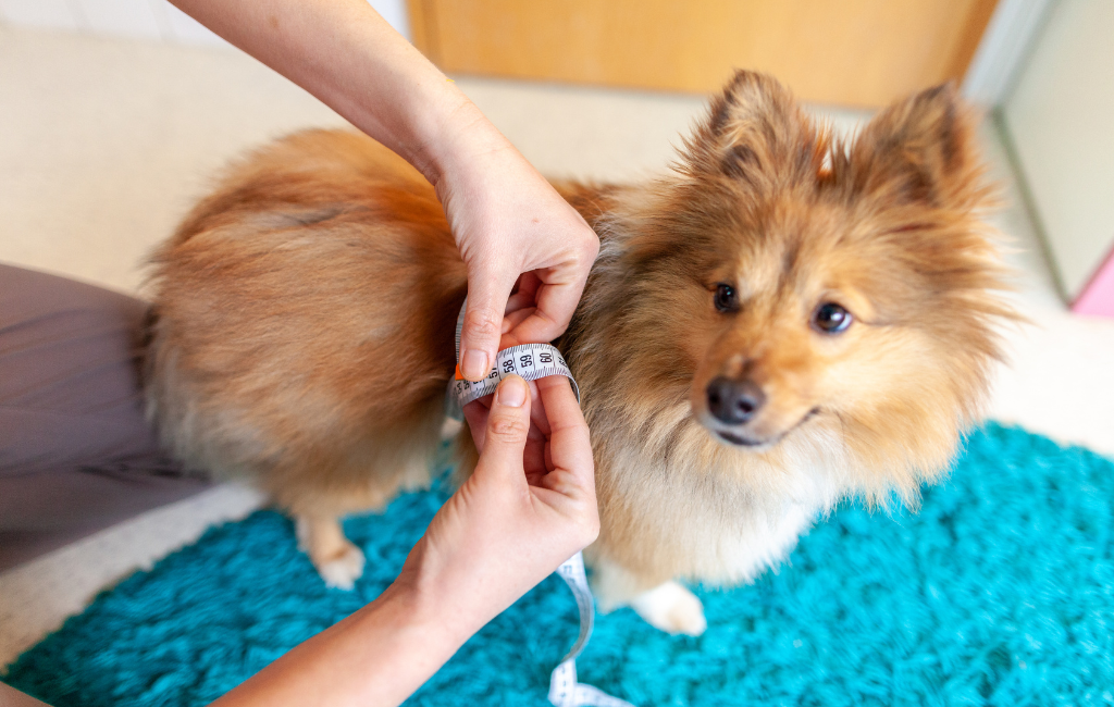 Person measuring belly circumference of dog shetland sheepdog