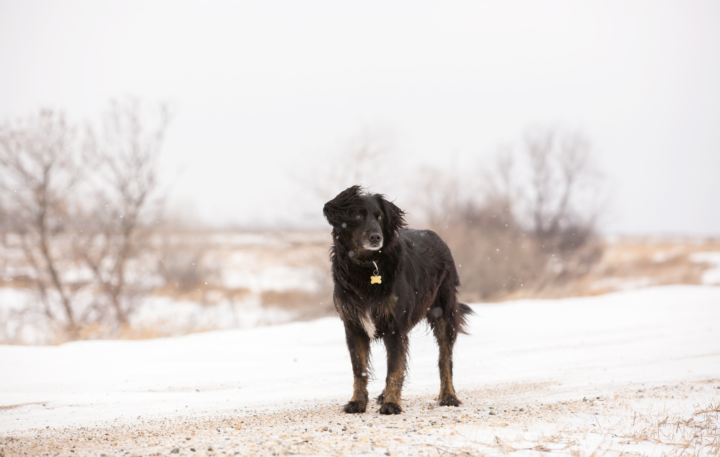 mixed breed black dog mutt standing on gravel in winter snow snowy windy