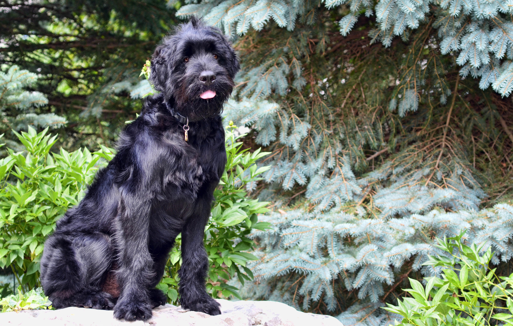 Black Russian Terrier dog