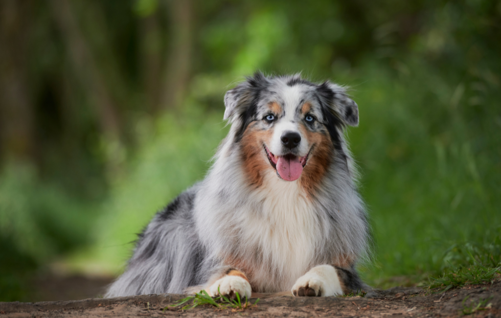 Australian Shepherd dog breed with blue eyes merle tri color Aussie dog