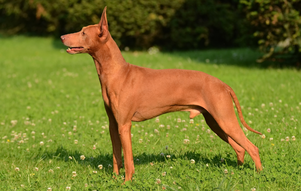 Cirneco dell’Etna dog