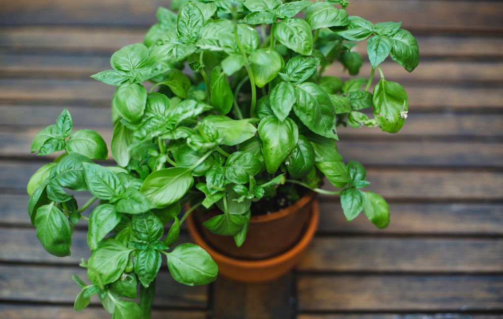 Basil plant characteristics and care instructions