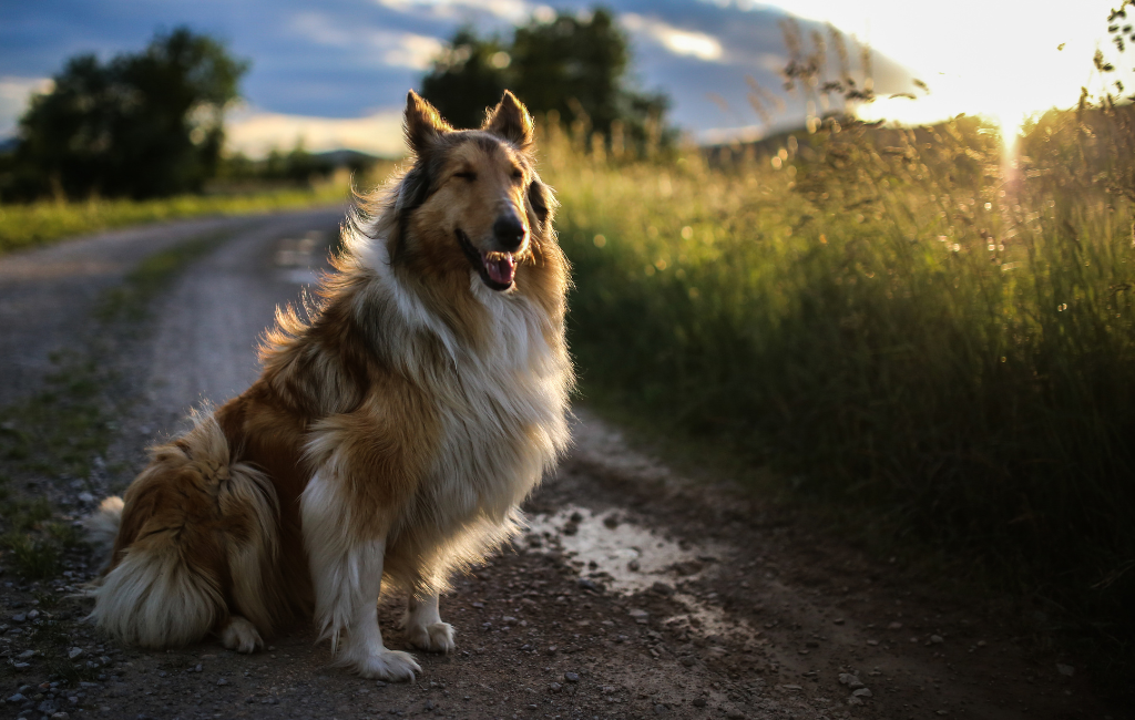 Rough collie dog