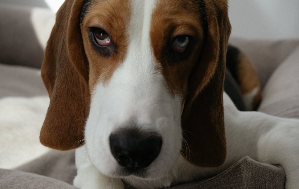 Beagle dog with blue eyes one blue eye dog heterochromia in dogs