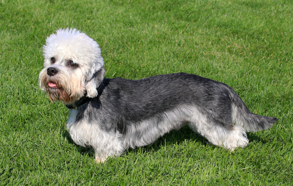 Dandie Dinmont Terrier dog