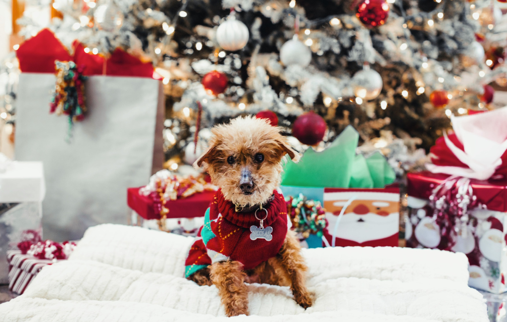 little Christmas dog in ugly sweater sitting on dog bed in front of Christmas tree with Christmas ornaments Christmas gifts Christmas presents