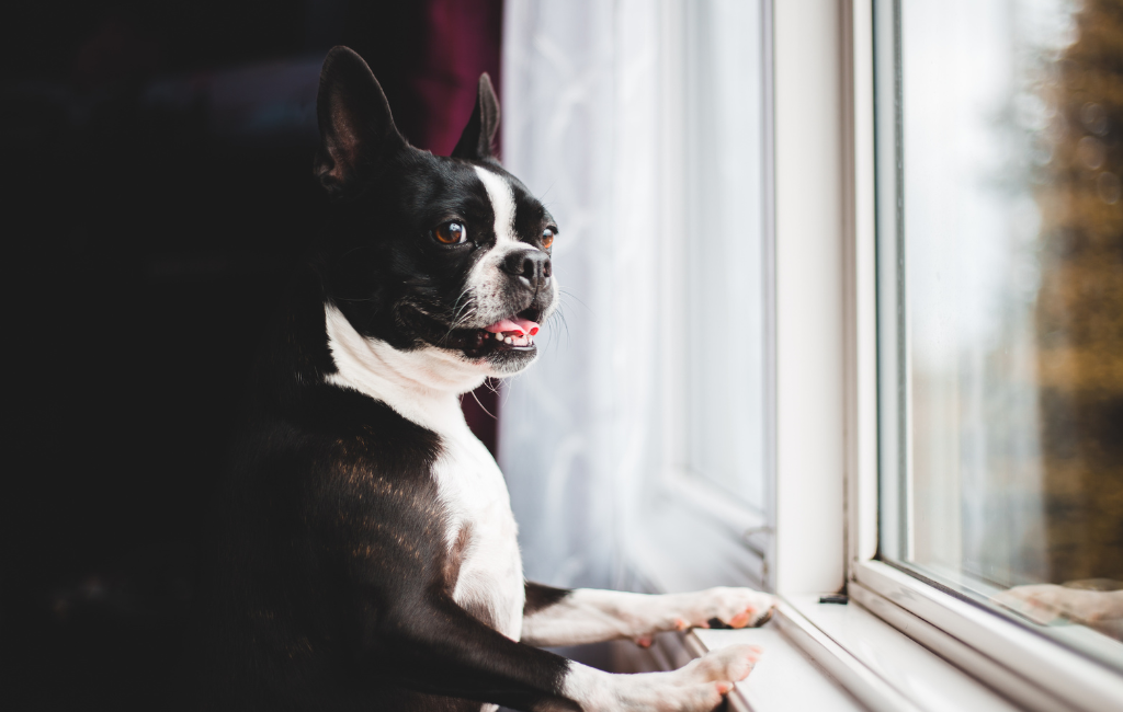 Boston Terrier dog