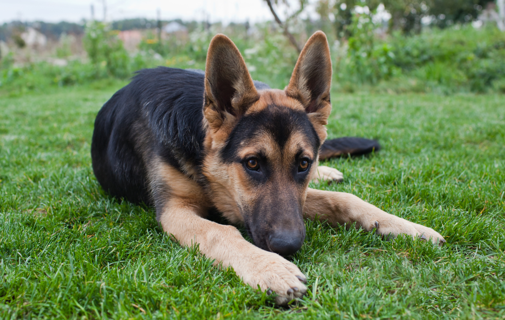 one year old German shepherd dog lying in grass