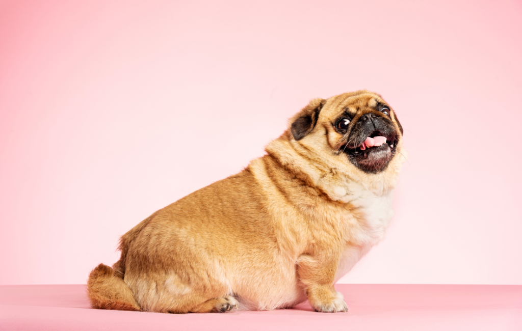 overweight dog pug pekingese mix