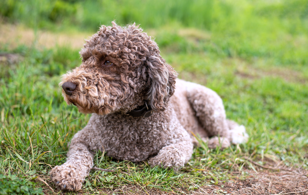 Lagotto Romagnolo dog