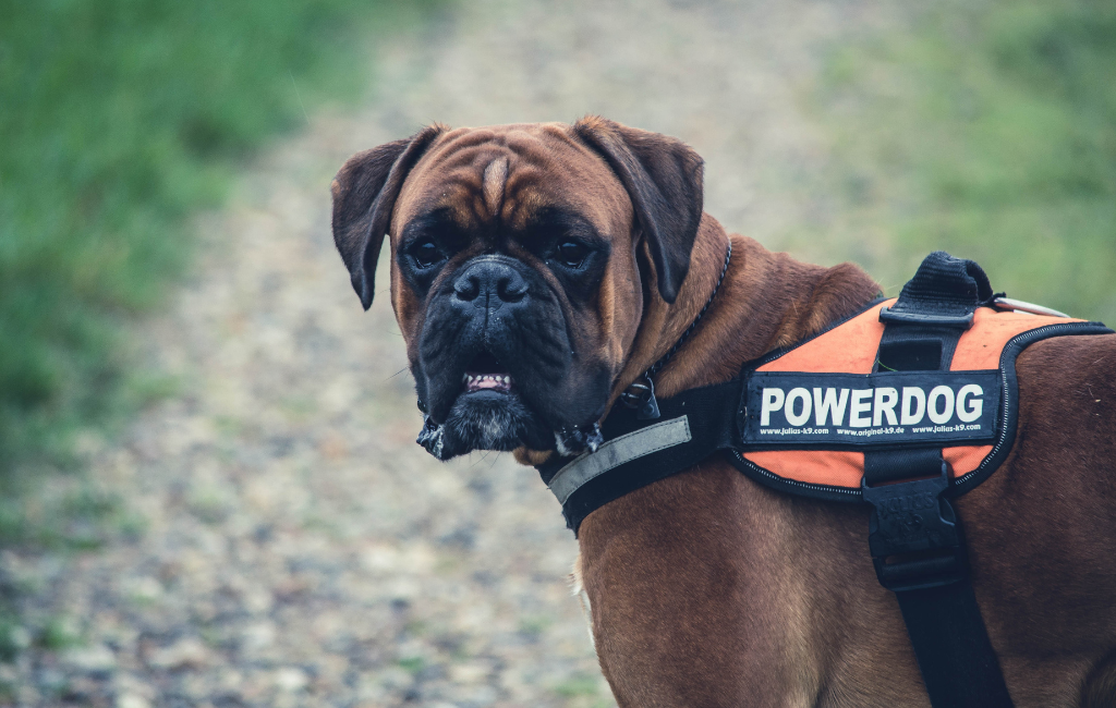 Brown boxer dog in orange Power dog harness
