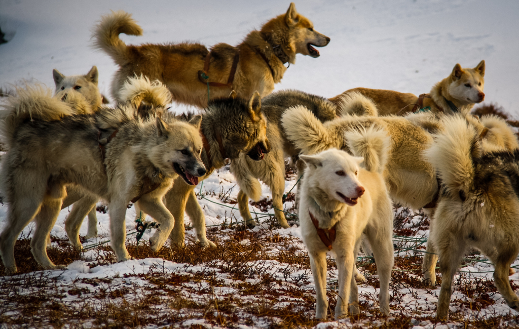 Greenland Dog sled dog breed