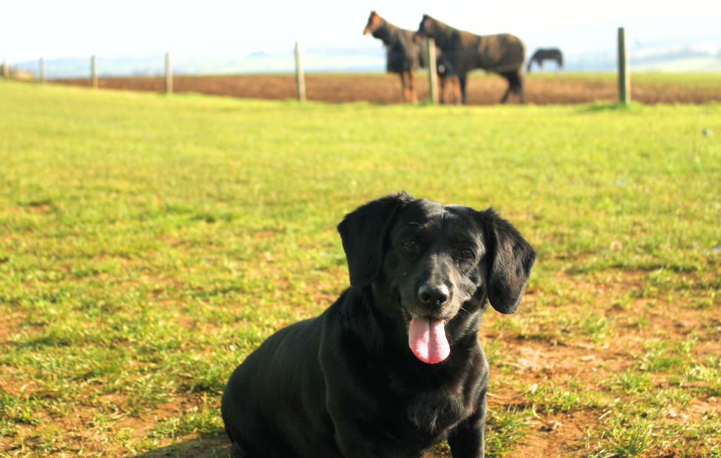 black labrador retriever mix mutt mixed breed dog out for walk on farmland with horses in back watching over livestock