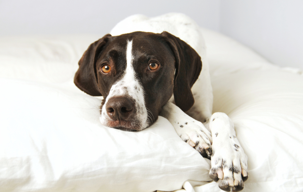 tired german shorthaired pointer dog lying head on pillow after long day in field