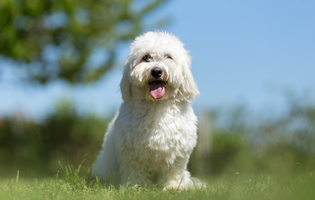 Coton de Tulear dog