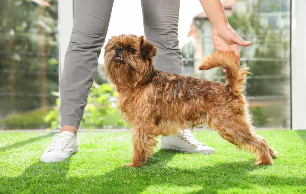 Brussels Griffon dog