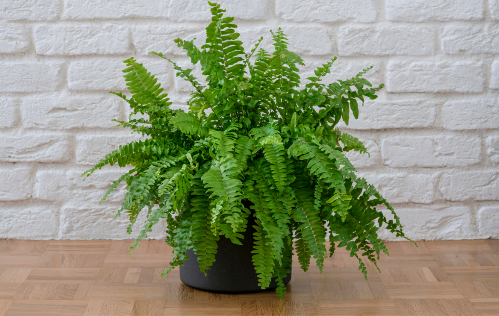 Boston fern characteristics and care instructions