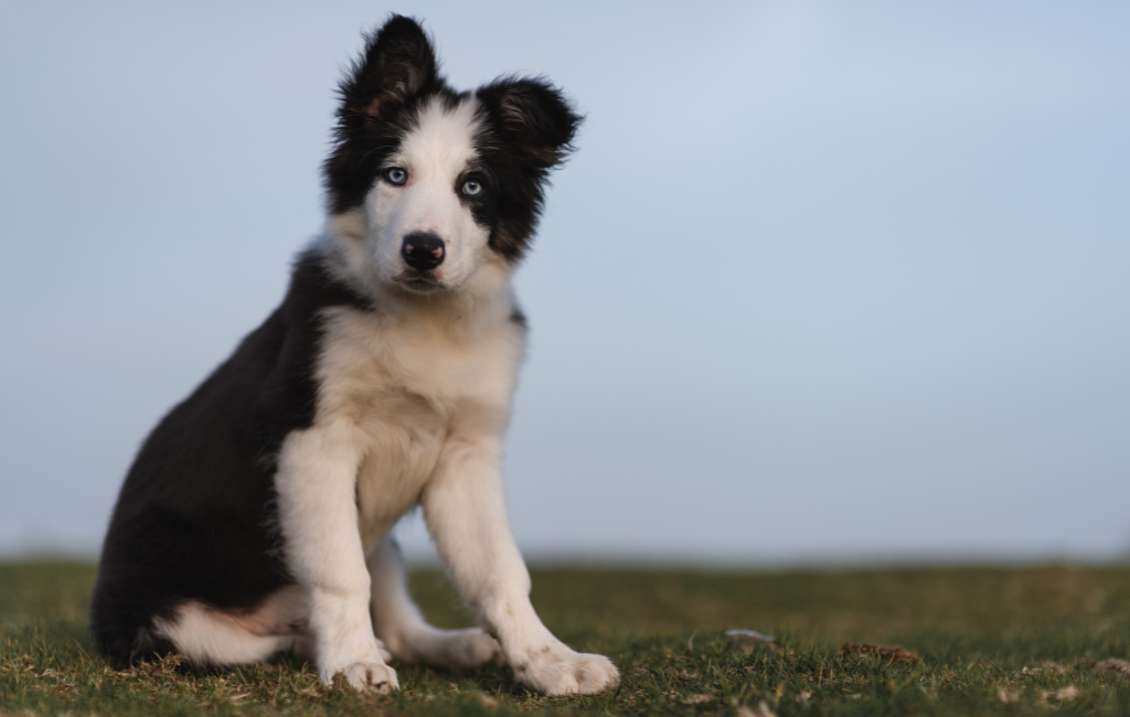 Border Collie dog breed with blue eyes