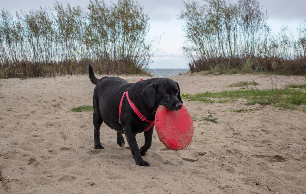 fat Labrador retriever dog with frisbee at beach