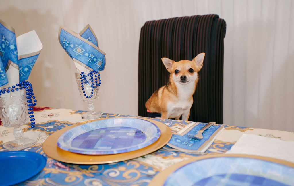 Hanukkah dog chihuahua pet dog sitting at Hanukkah dining table celebrating Chanukah