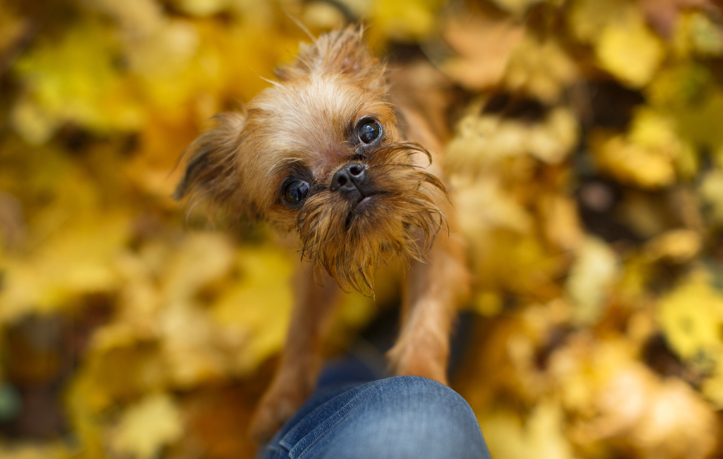 Brussels Griffon dog breed