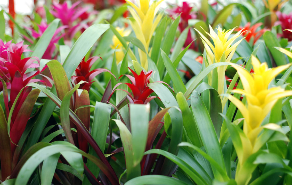 Bromeliad characteristics and care instructions