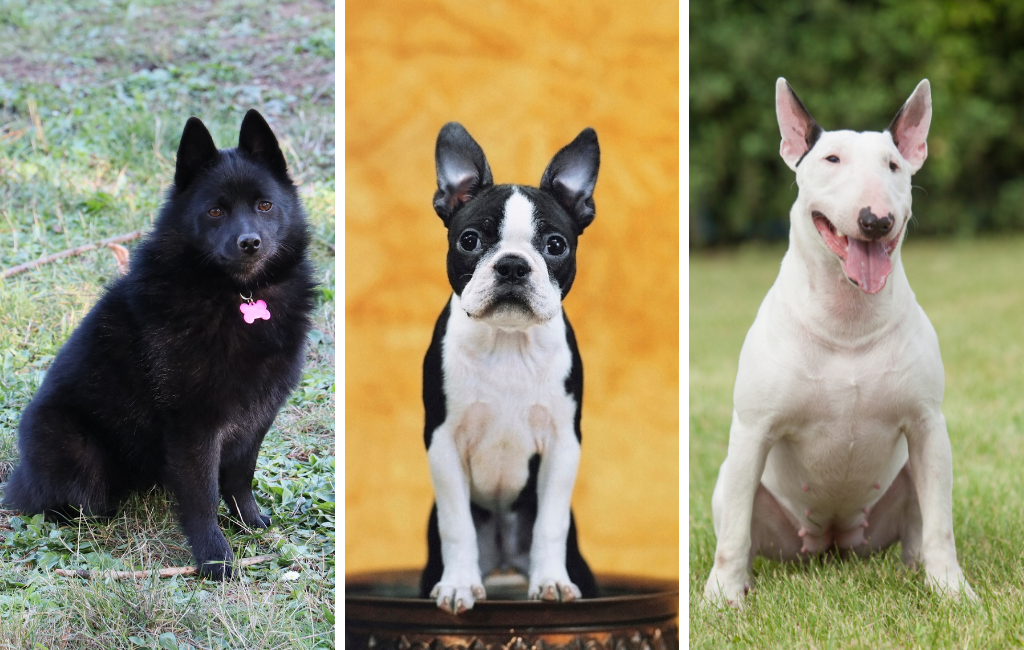 schipperke Boston terrier bull terrier dog dogs