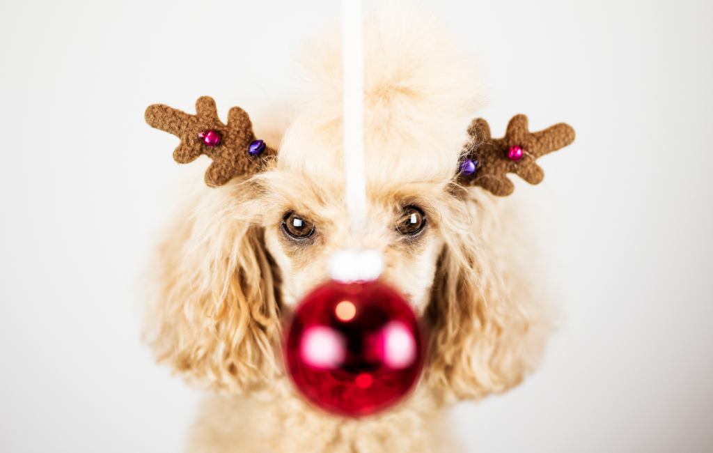 Rudolph the red nose poodle dog wearing antlers behind Christmas ornament
