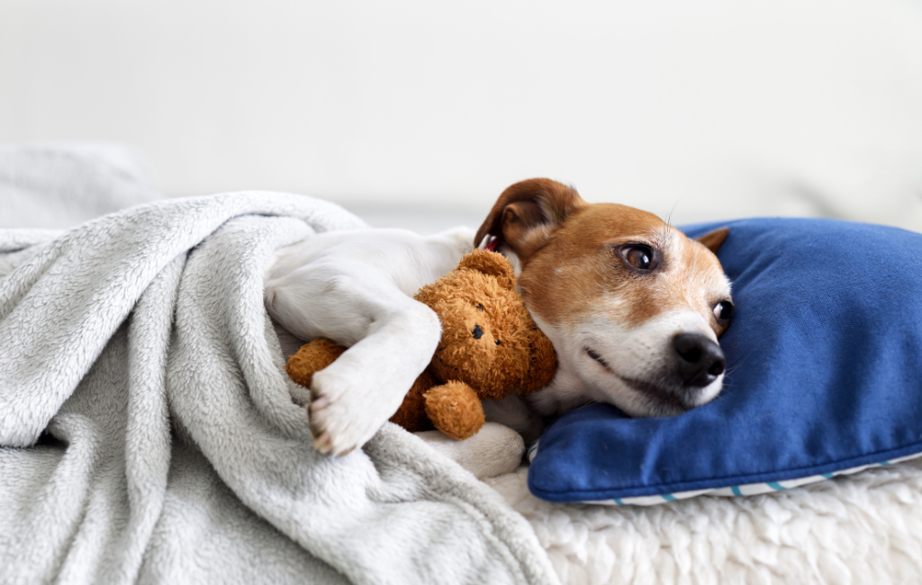 sleeping Jack Russell Terrier dog lying on pillow under blanket holding teddy bear stuffed toy