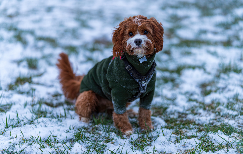 Cavapoo dog