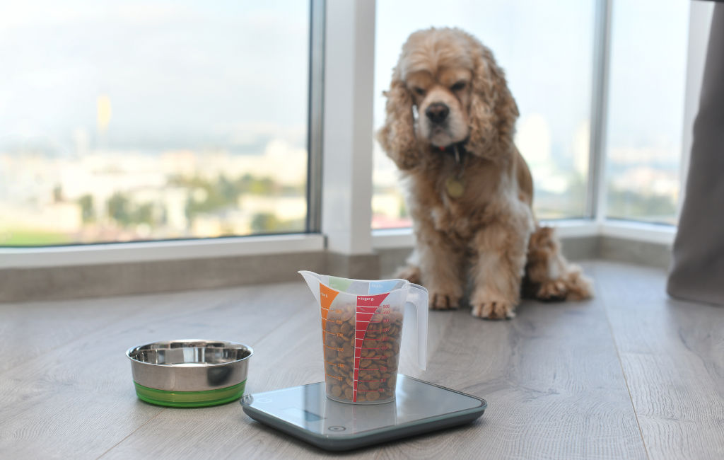 dry dog food on electric scale measure food for cocker spaniel dog