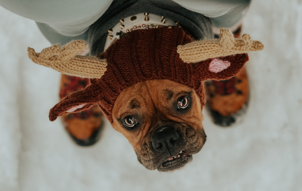 Boxer dog wearing knitted winter hat costume with reindeer horns and other winter clothing like dog coat dog jacket and dog sweater