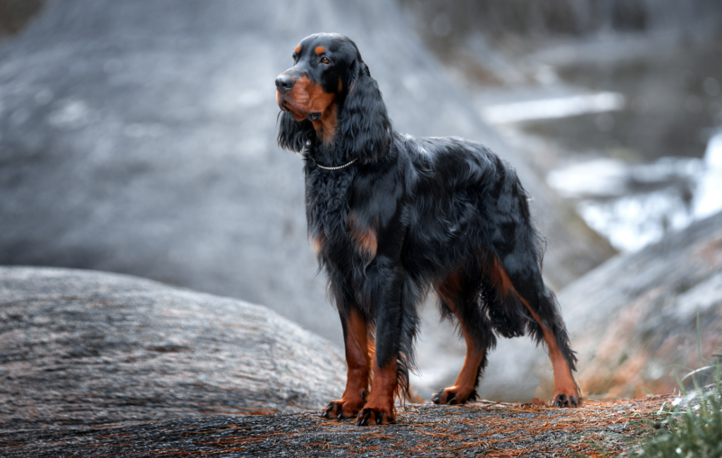 Gordon Setter dog