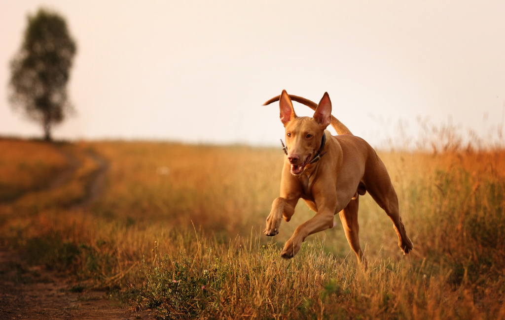 Pharaoh Hound dog