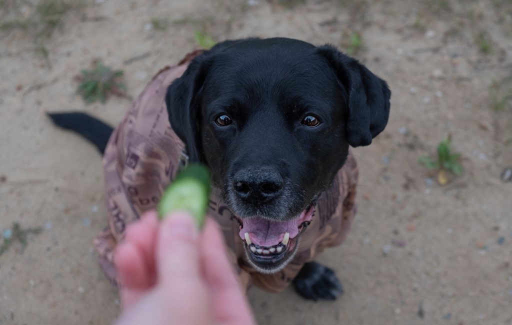 black Labrador retriever dog sitting for cucumber treat