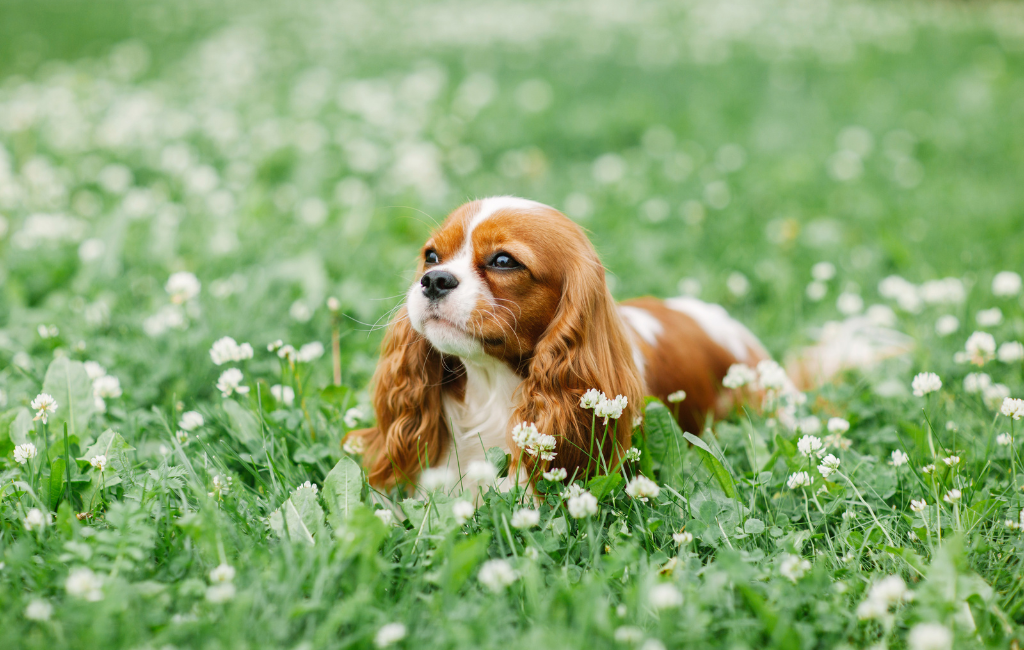 Cavalier King Charles Spaniel dog breed