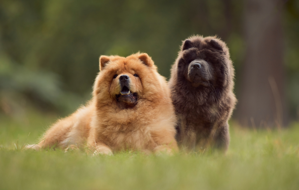 Chow Chow dog