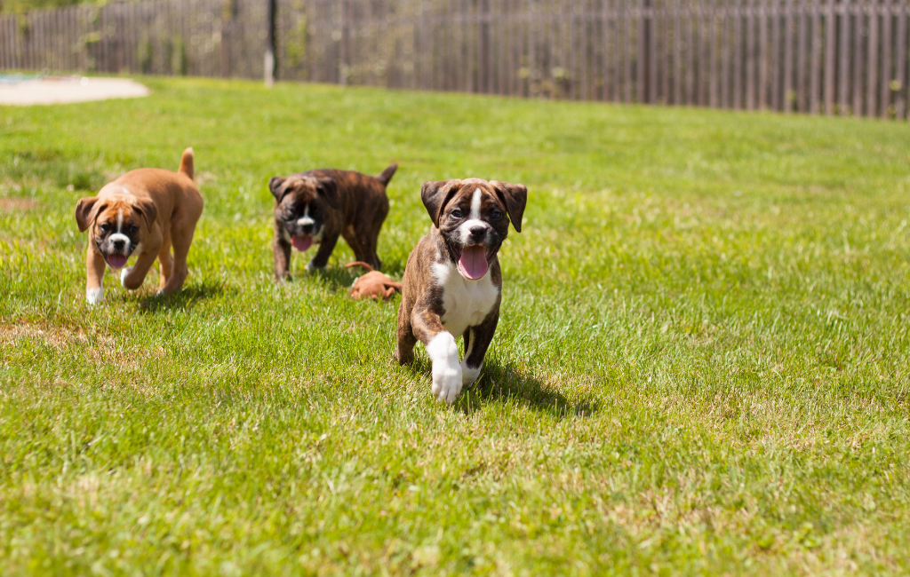 Three boxer puppies running on green grass outside boxer puppy fawn and brindle color