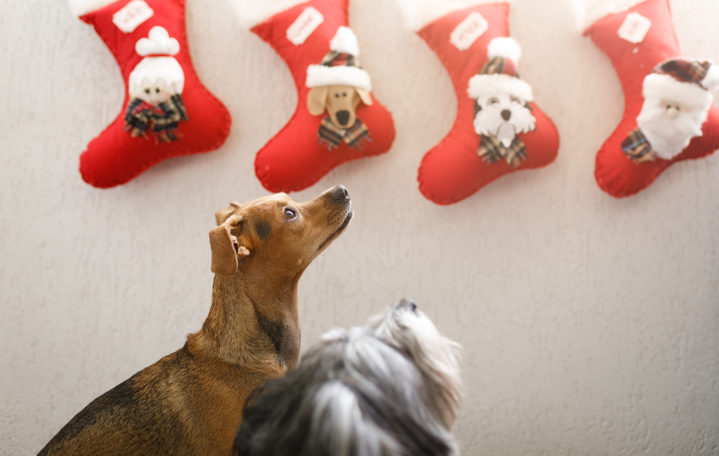 two dogs looking at customized personalized Christmas stockings