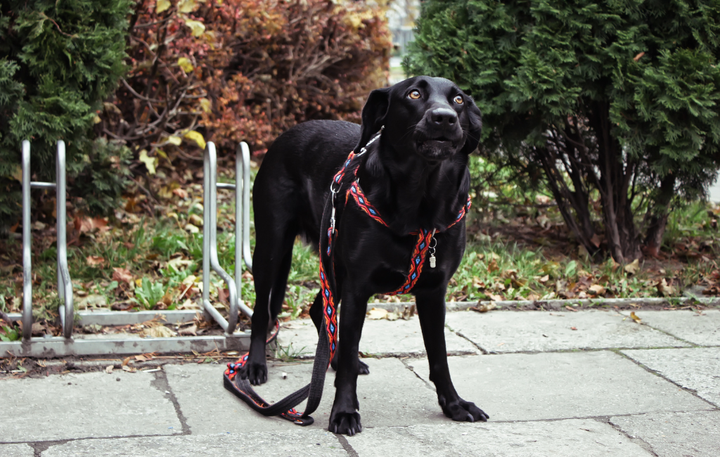 beautiful black labrador retriever dog black lab standing outdoors leash tied to bike rack