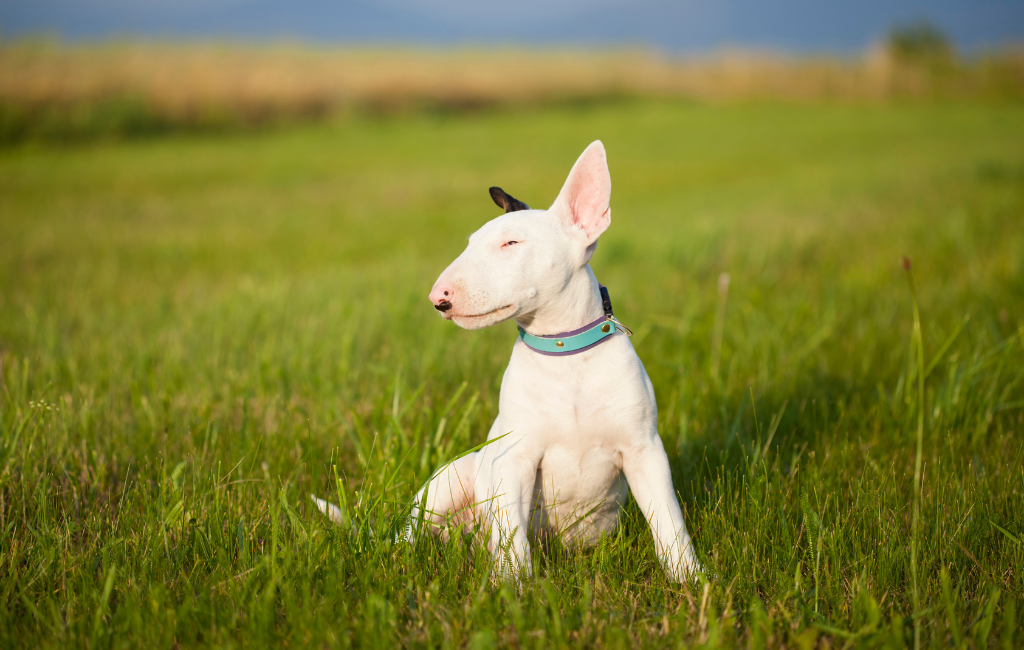 Bull Terrier dog breed with blue eyes blue eye dog heterochromia in dogs