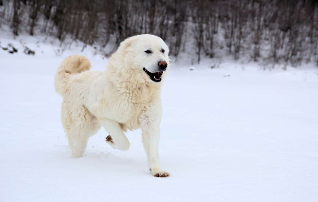 Maremma Sheepdog Maremmano-Abruzzese Sheepdog or Maremmano-Abruzzese Shepherd dog