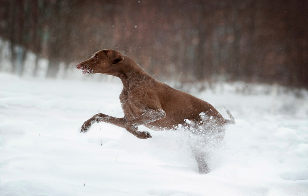 Greyster dog sled dog breed