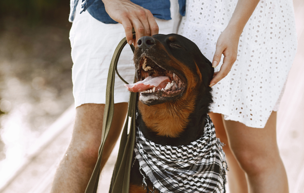 Rottweiler dog in bandana standing with couple owners