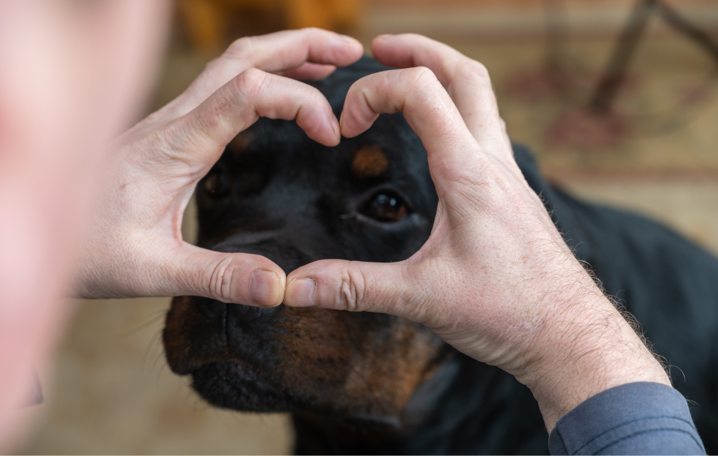 Man's hands in the shape of a heart over the face of a Rottweiler dog