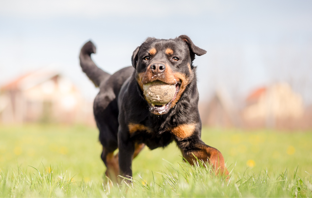 Rottweiler dog playing with a ball on a field in the sun