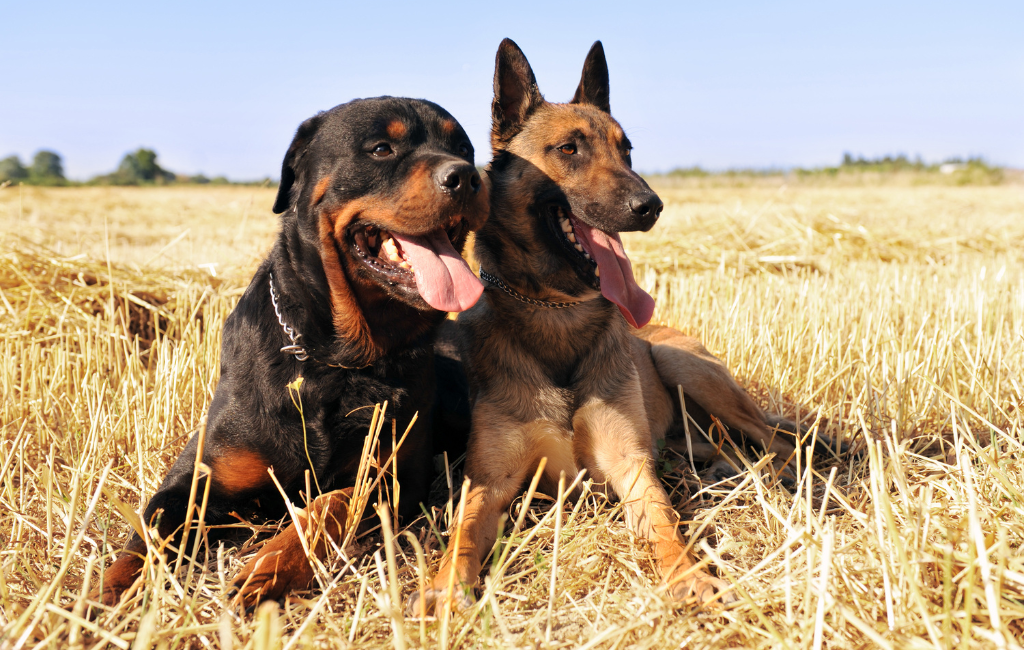 Rottweiler dog and belgian malinois lying in hay field ready to herd