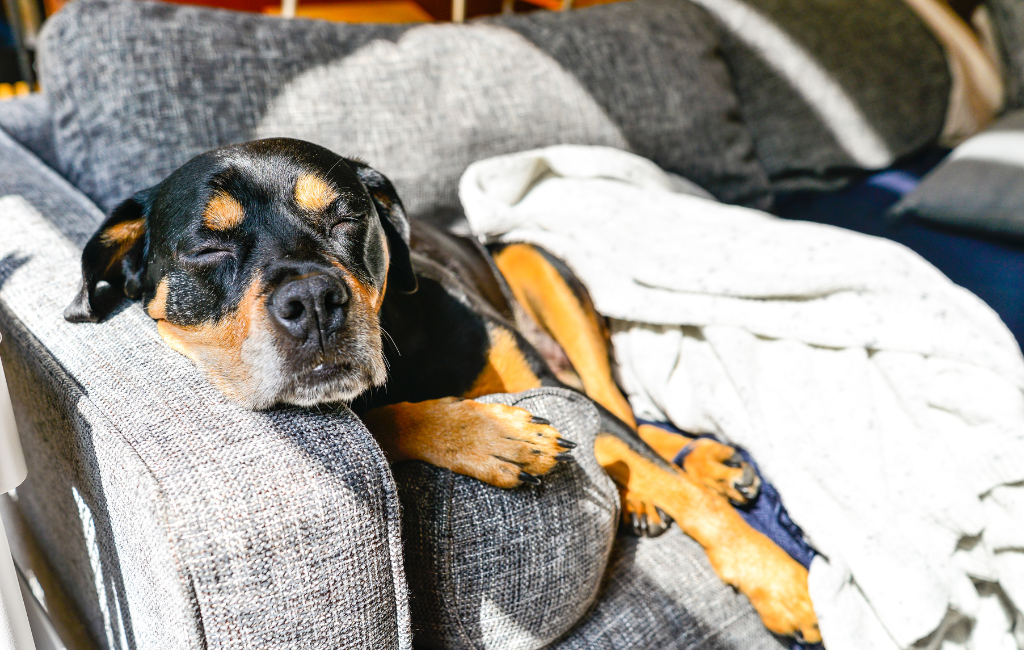 Rottweiler dog sleeping on couch under blankets
