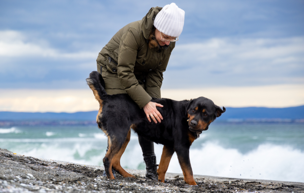 Rottweiler dog leaning against woman on beach