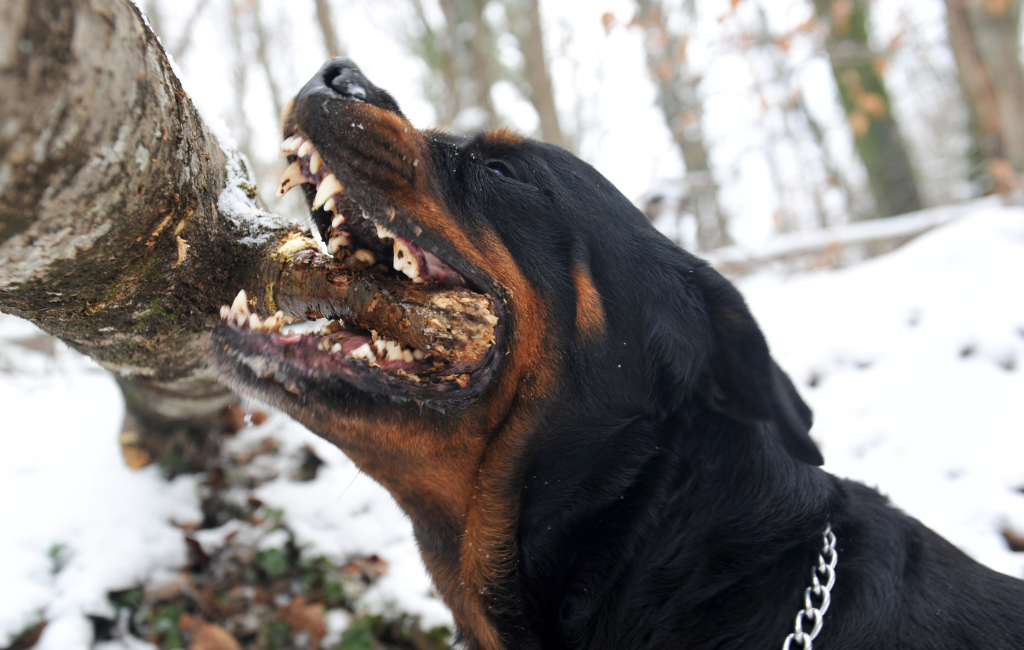 Rottweiler dog chewing tree branch in winter and snow